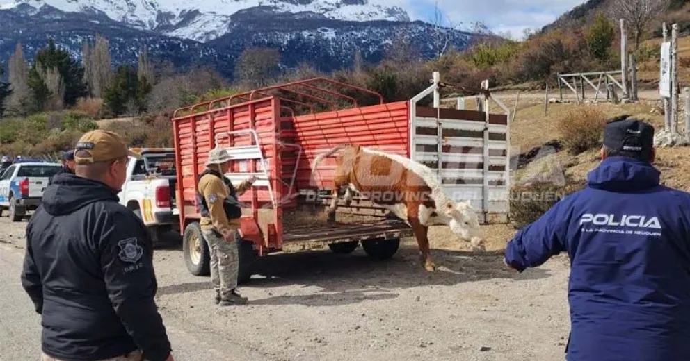 El peligro que representa para conductores y pasajeros encontrarse con equinos o vacunos sobre una ruta.
