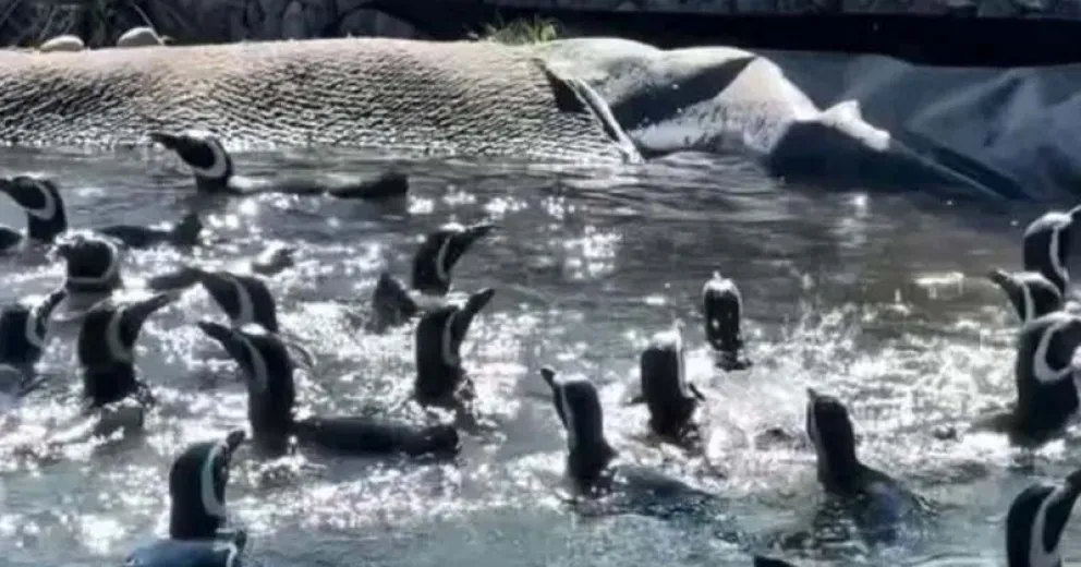 Más de 40 pingüinos de Magallanes llegaron desde Mar del Plata a su nuevo hogar en Río Negro. Foto: Bubalcó