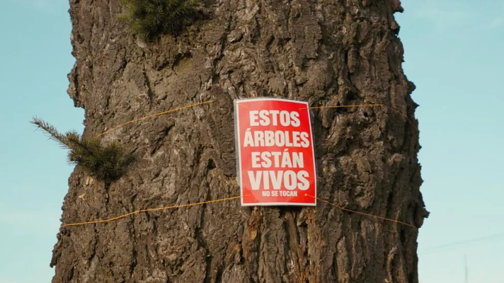 "Están vivos", una vecina asegura que los pinos comenzaron a brotar y propone detener el proyecto de esculturas. 