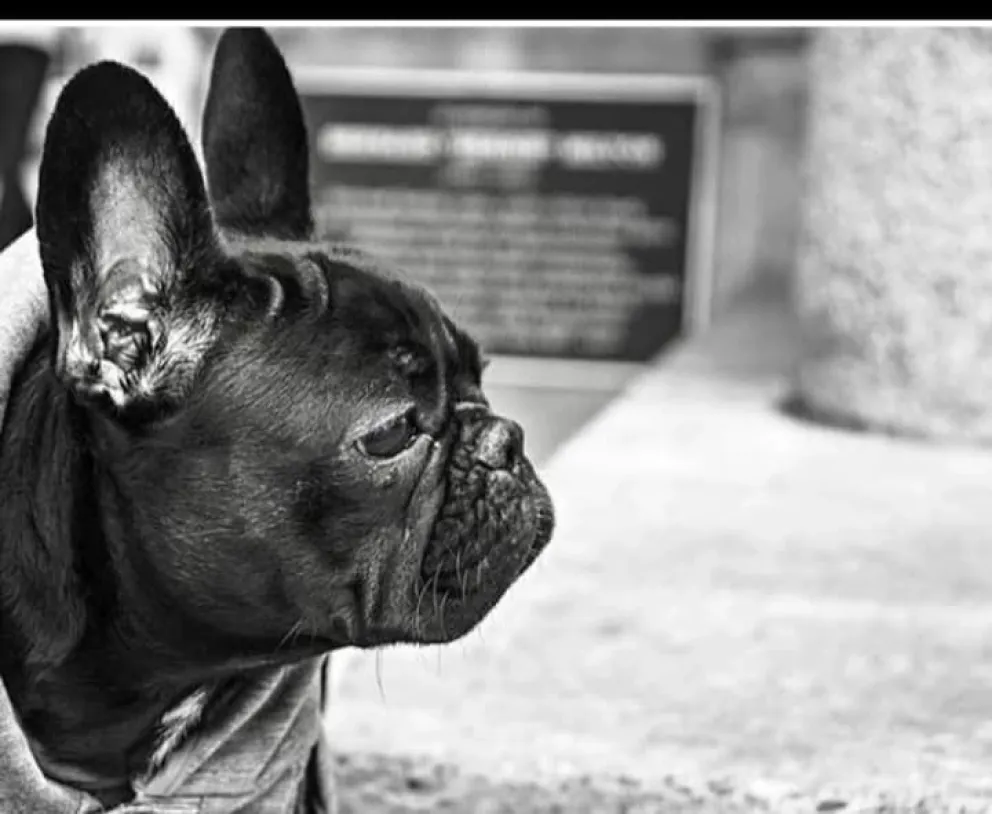 Ushuaia es la perrita que está desaparecida. 