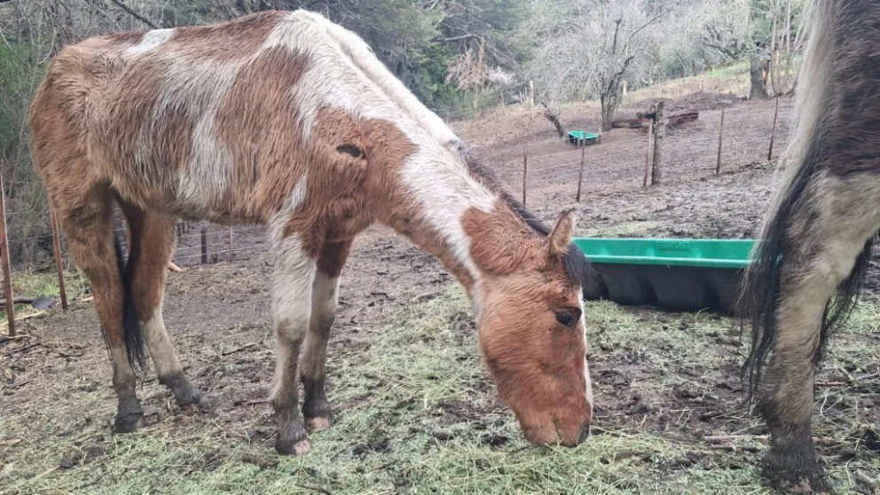 Uno de los caballos rescatados en el día de ayer. 