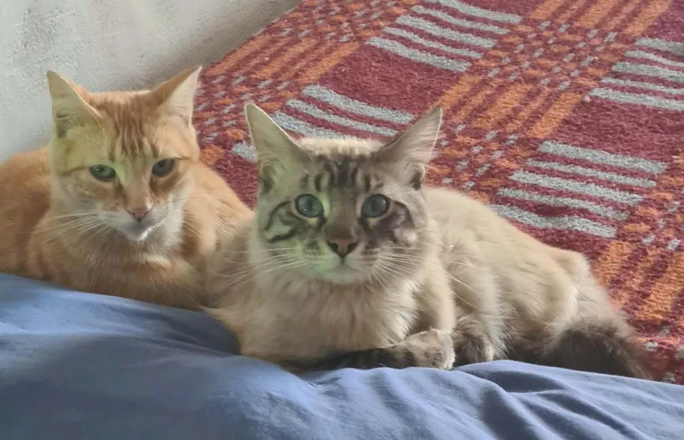 Aslan, de color naranja atigrado, junto a Monti.