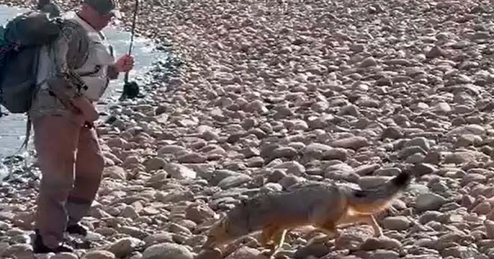 No quedan dudas de la astucia del zorro cuando se comer se trata. 
