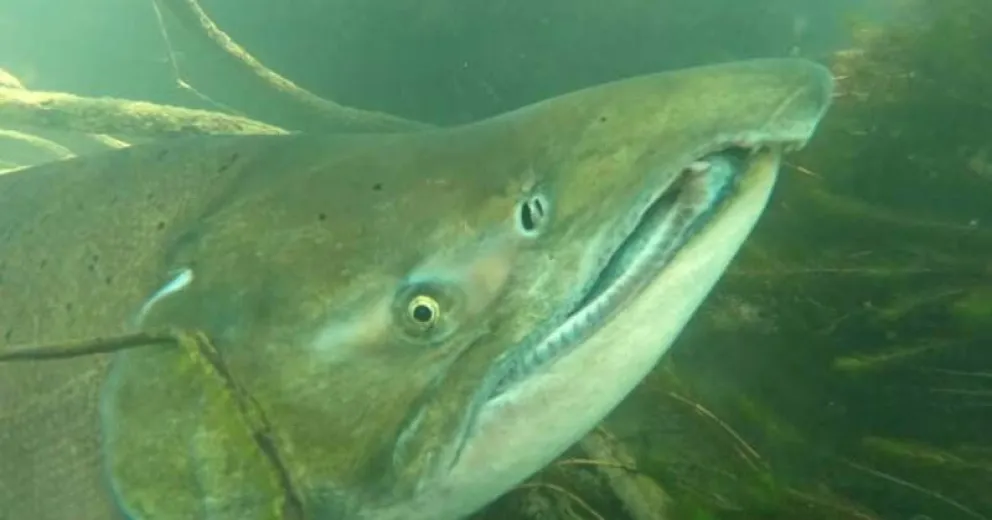 Es cada vez más notorio el avance de la especie en ríos patagónicos. 