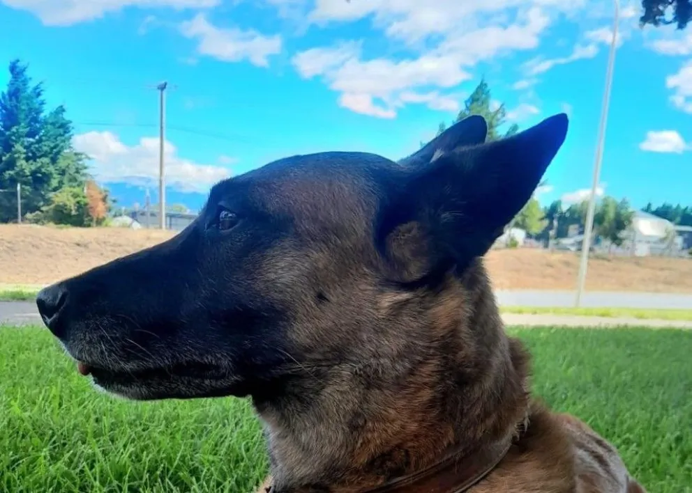 Ares, perra de la brigada canina de la Asociación de Bomberos Voluntarios Bariloche que participará de las pruebas junto su persona a cargo, Federico Morán. Imágenes gentileza.
