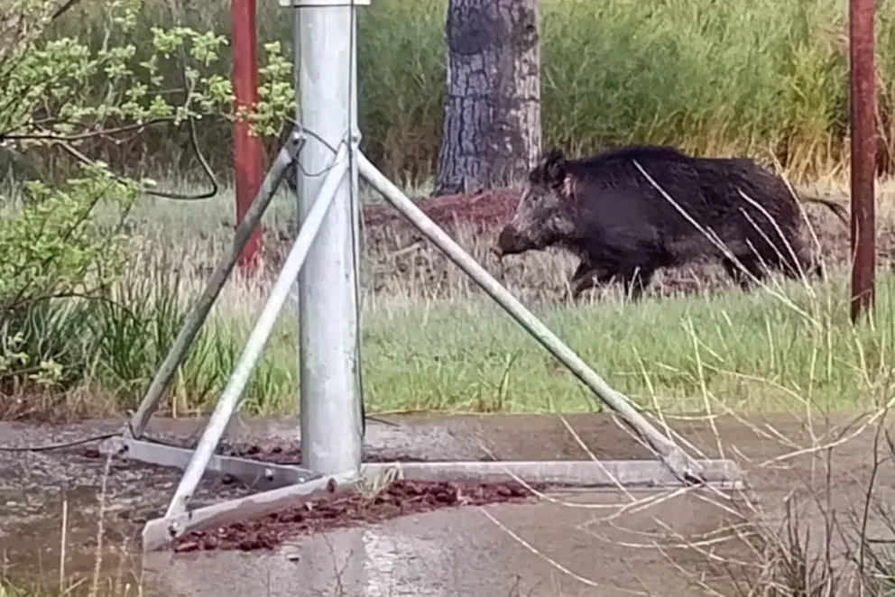 Enorme ejemplar de un jabalí en El Cóndor. 