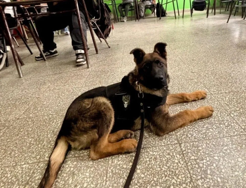 "Kaos" uno de los perros que se estan entrenando en la PSA. 