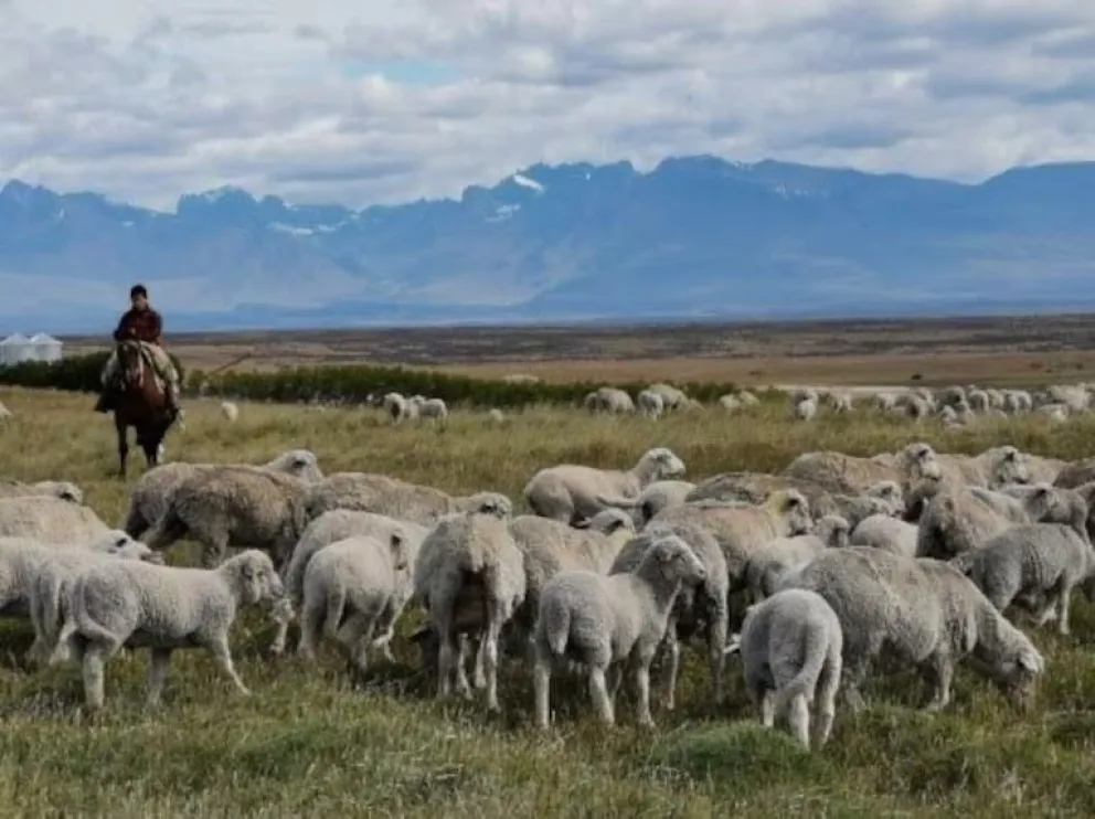 Ovejas en el norte de la Patagonia.
