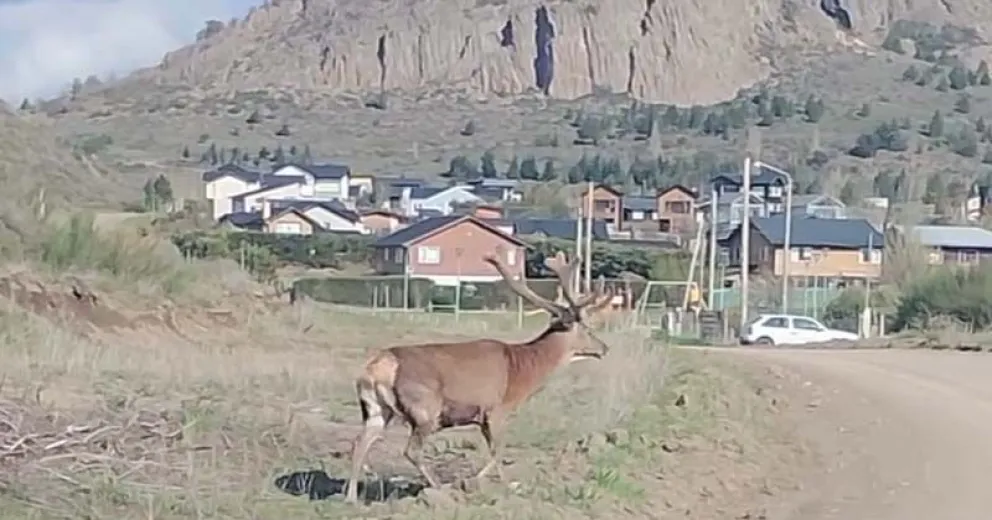 El animal cruzó a pocos metros de la intersección de ambas rutas.
