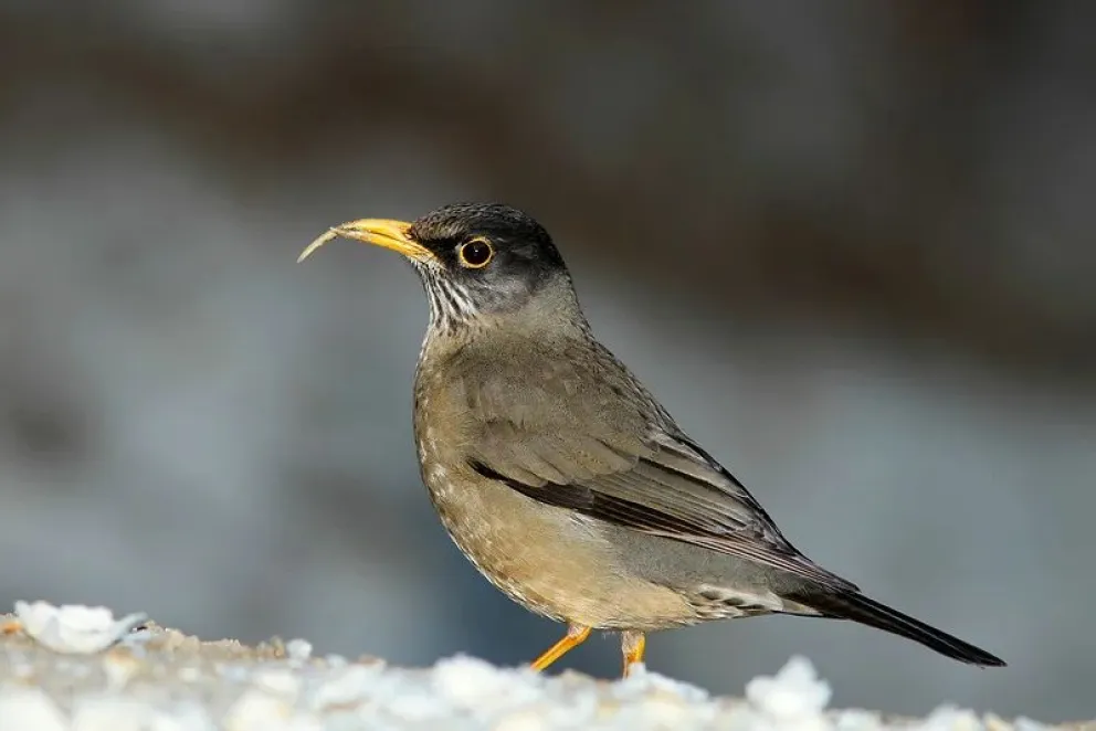 Un zorzal en plena tarea. Fuente: Birding Patagonia.