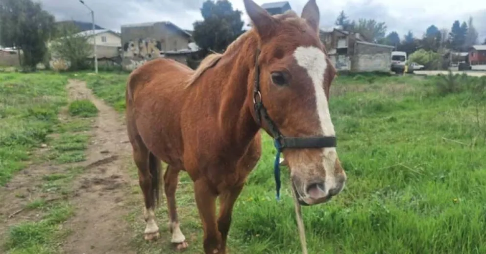Representan un peligro tanto para la comunidad como para los animales. 