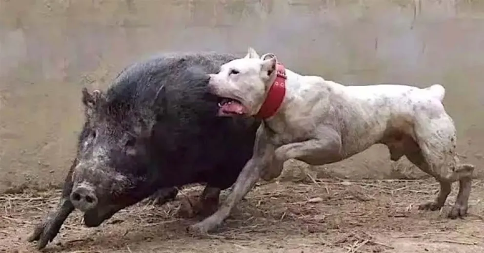 La Legislatura de Río Negro analiza un proyecto que busca prohibir la utilización de perros y jaurías para la caza, con sanciones económicas y suspensión de licencias para los infractores. Foto: gentileza.