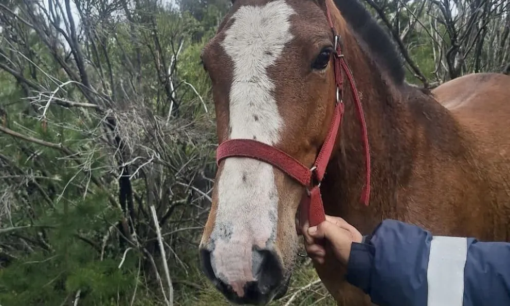 Preocupación por caballos sueltos en Bariloche. 