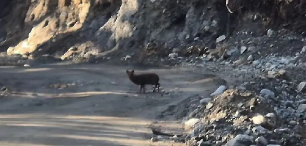 Tremendo encuentro con un pudú pudú, el ciervo más pequeño y tímido del mundo. 