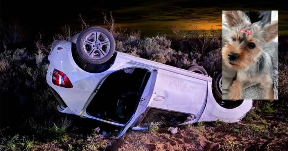 Piden que quienes la haya levantado en la ruta, la devuelvan. 
