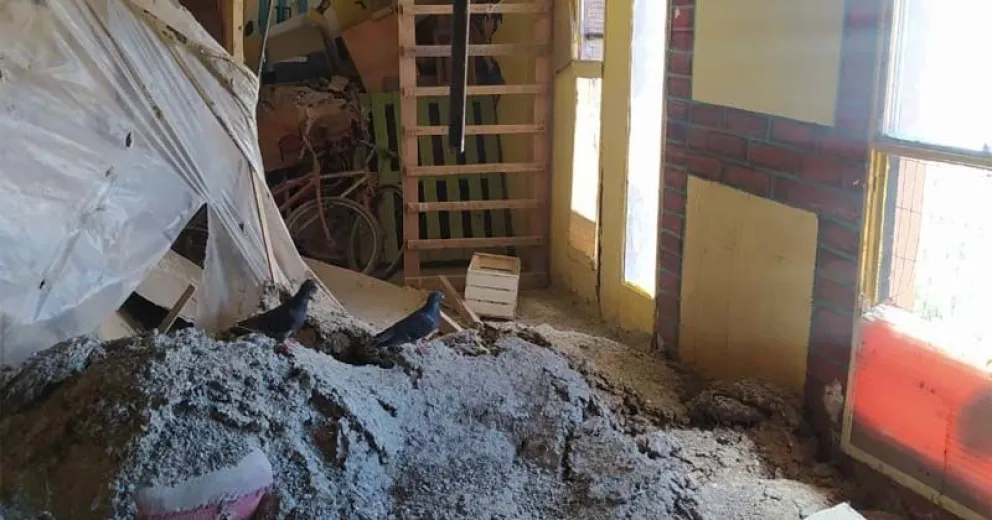 Las palomas permanecía en el interior de la vivienda luego de la caída del cielorraso. 