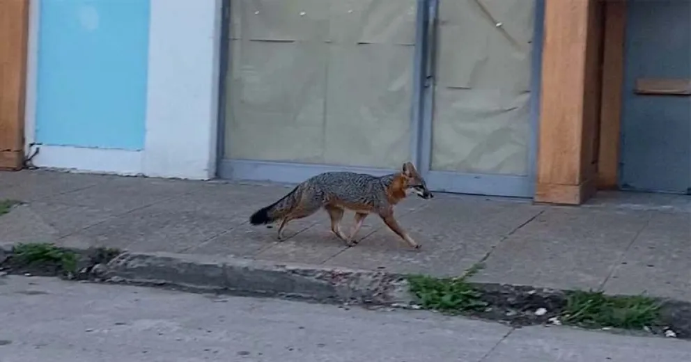 Una imagen cada vez más habitual. 